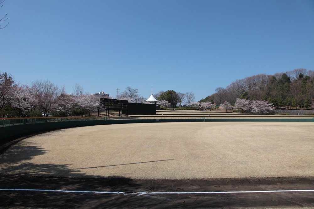 稲城中央公園野球場の桜の木