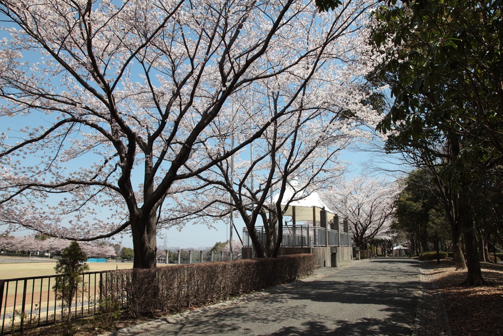 稲城中央公園の桜の木