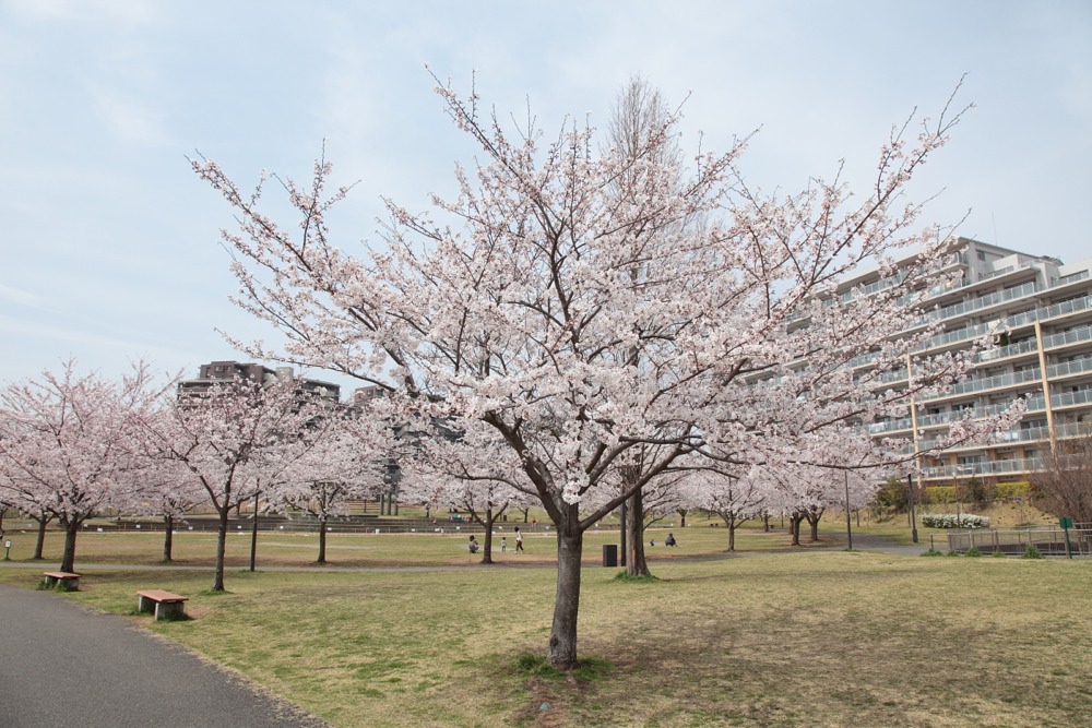 若葉台公園の桜の木