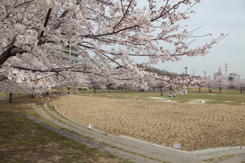 若葉台公園の桜の木