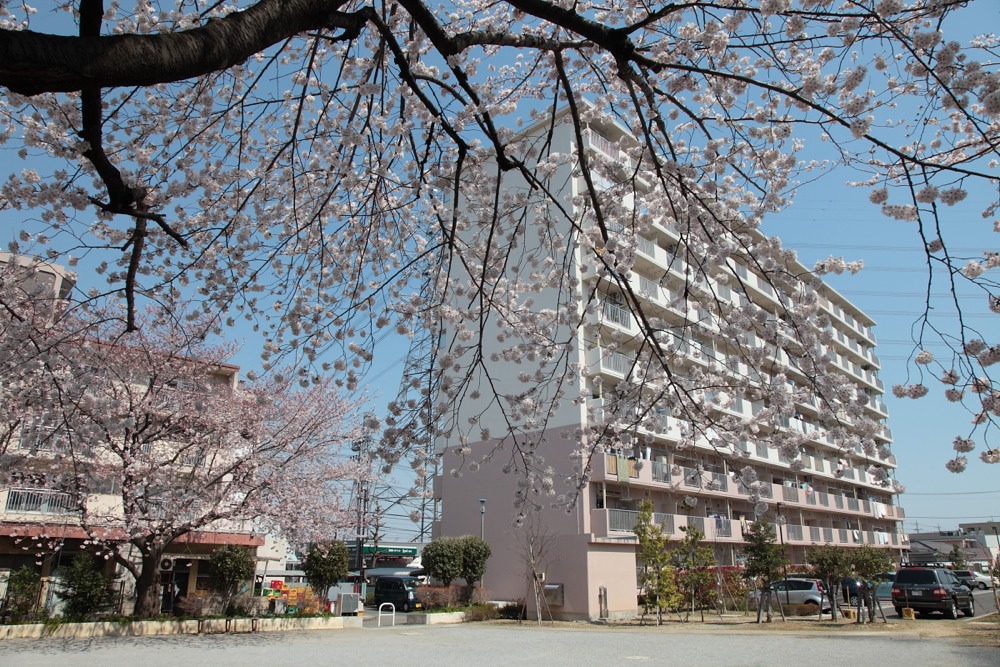都営稲城アパートの桜の木