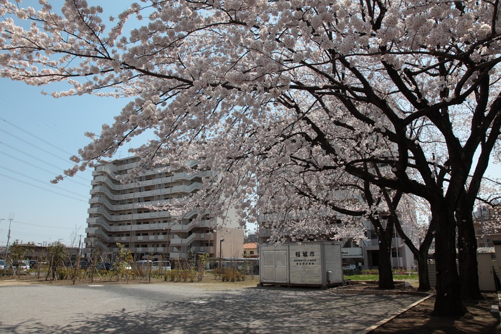 都営稲城アパートの桜の木