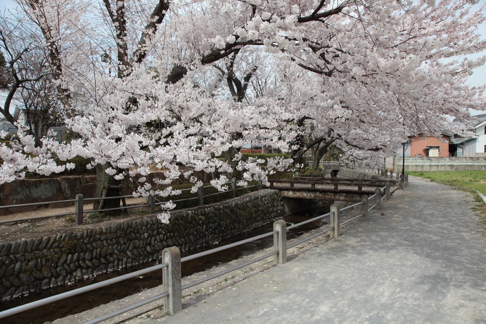 大丸用水沿いの桜の木