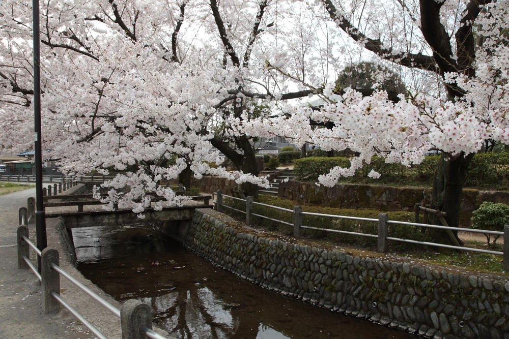 大丸用水沿いの桜の木
