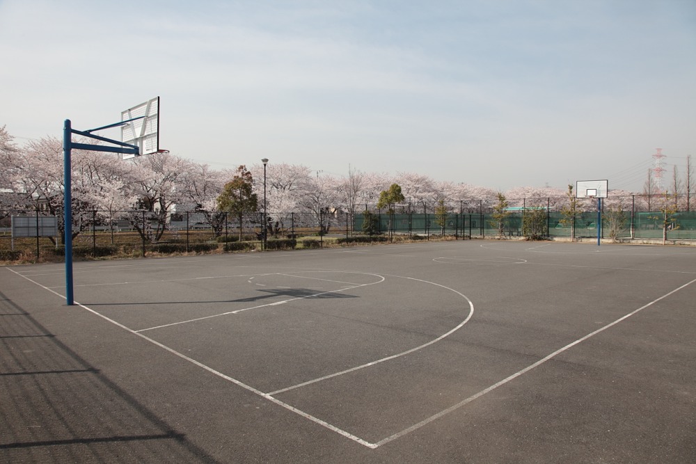 北緑地公園 バスケットコートから見た桜の木