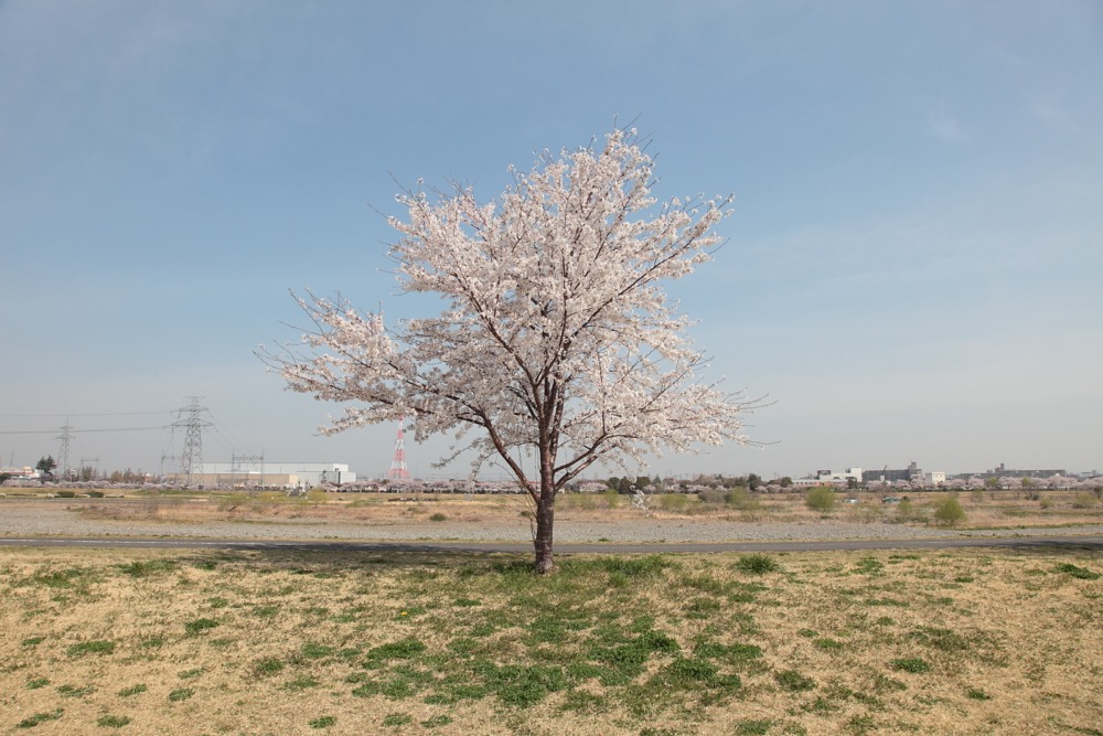 北緑地公園の桜の木