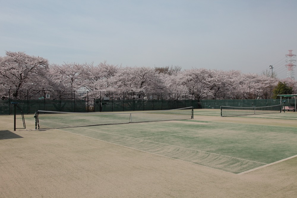 北緑地公園 テニスコートから見た桜の木