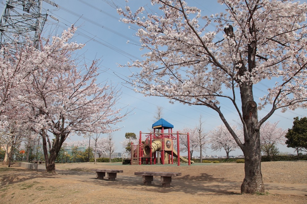 北緑地公園の桜の木