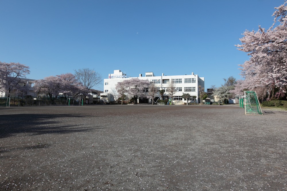 稲城市立稲城第二小学校 散り始めた桜の木