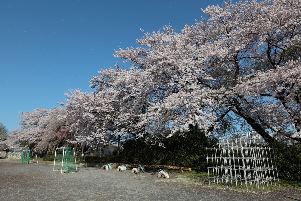 稲城市立稲城第二小学校 風で散る桜の花びら 