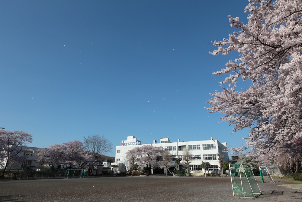 稲城市立稲城第二小学校 風で散る桜の花びら