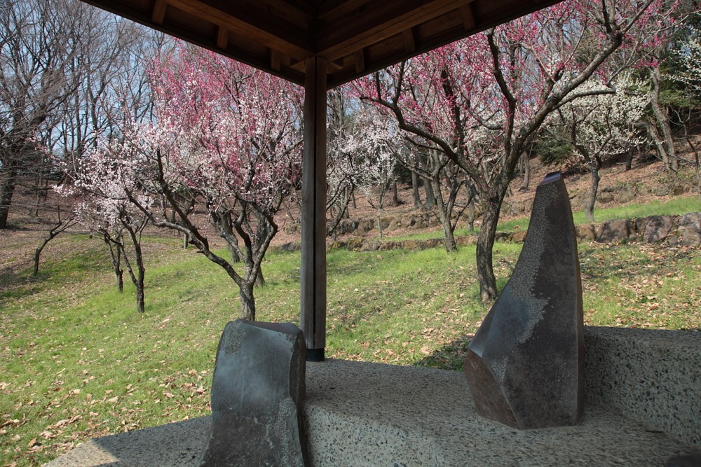 城山公園の東屋と梅の木