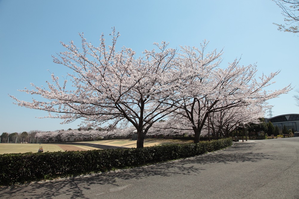稲城中央公園の桜の木
