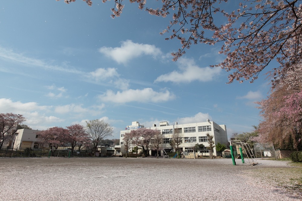 稲城市立稲城第二小学校 桜色の校庭と空を舞う桜の花びら