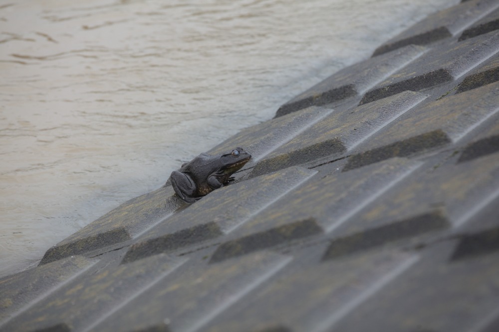 大雨による濁流の多摩川から陸に逃げているカエル