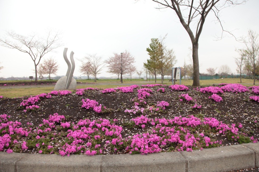 北緑地公園の芝桜