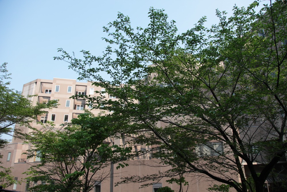 稲城市立病院と桜の木