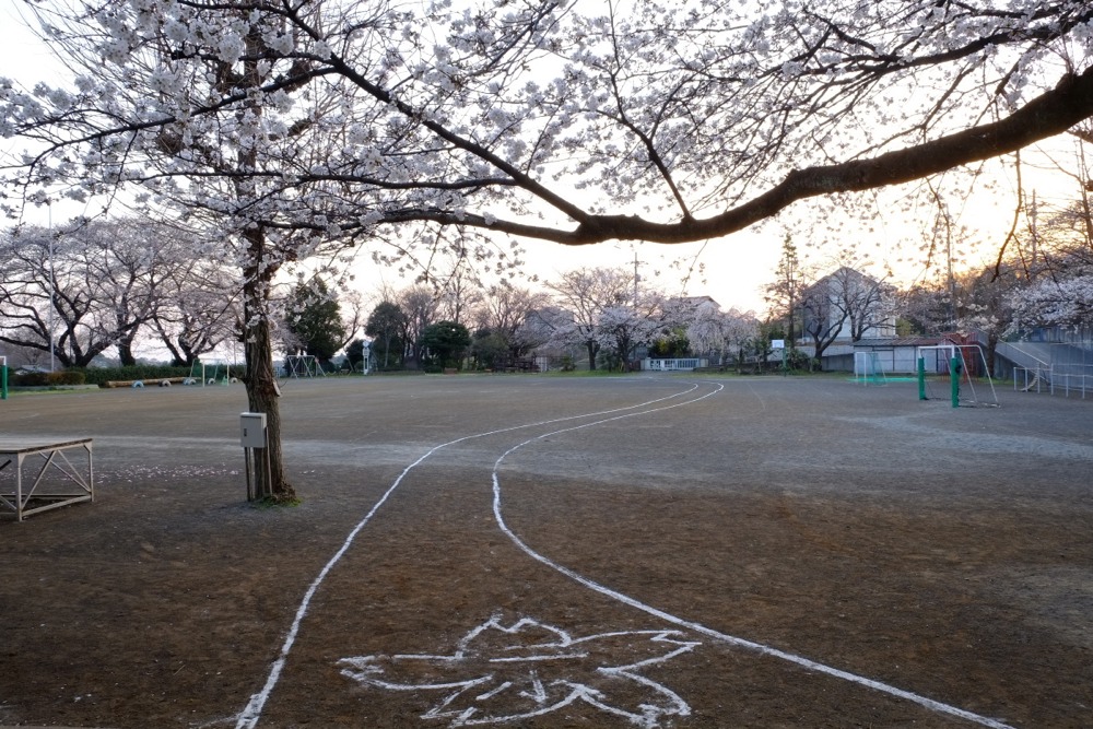 稲城市立稲城第二小学校 卒業式の花道と桜の木