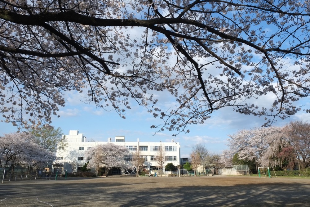 稲城市立稲城第二小学校 桜の木