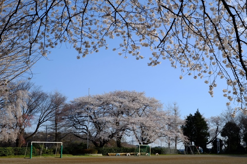 「桜溢れる学舎」 桜・梨の花まつり 2013 三沢川の桜部門 応募作品
