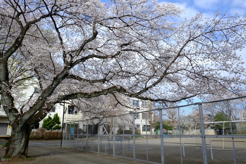 稲城市立稲城第二小学校 桜の木