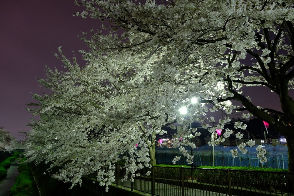 ライトアップされた三沢川沿いの桜並木