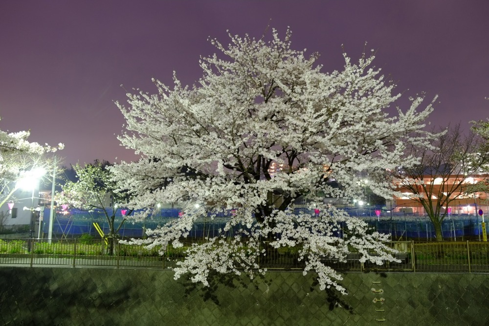 ライトアップされた三沢川沿いの桜並木