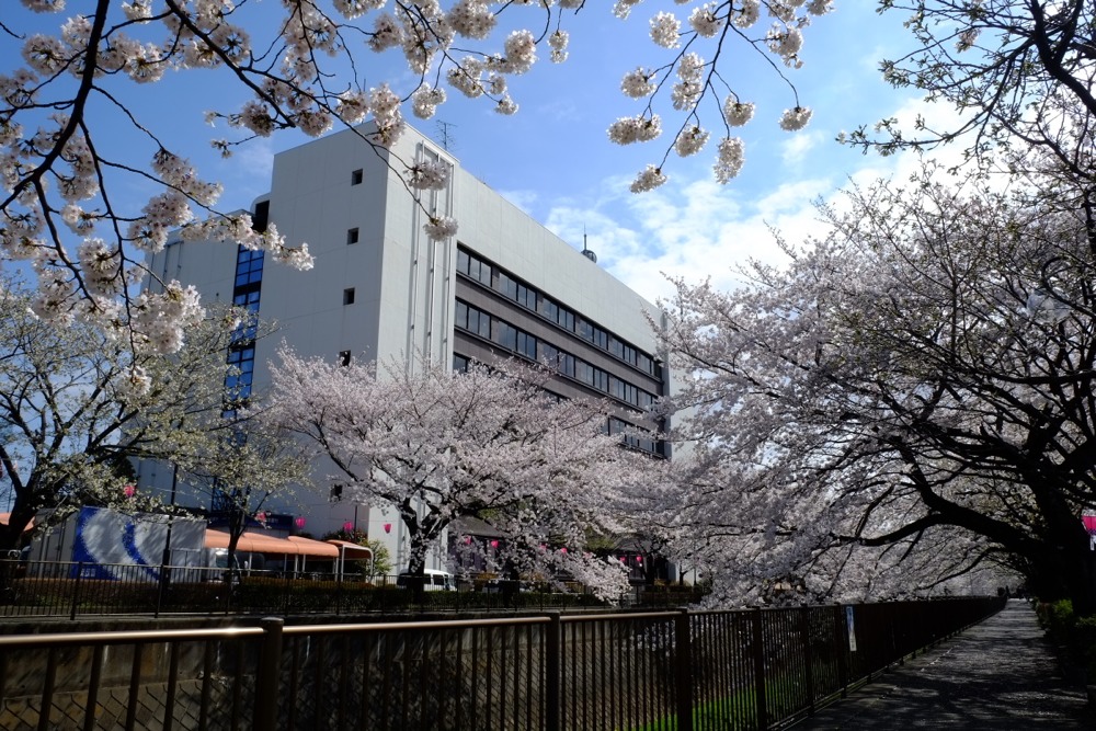 稲城市役所と桜並木
