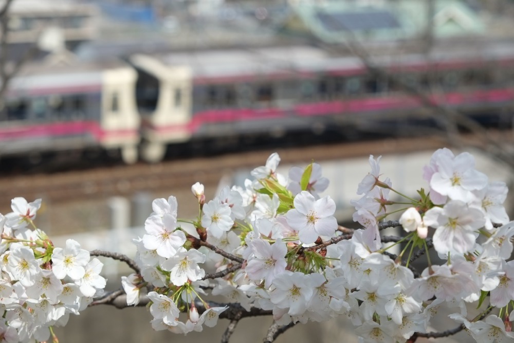 京王線と桜の木