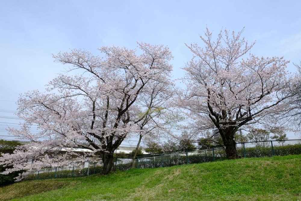 百村スポーツ広場の桜