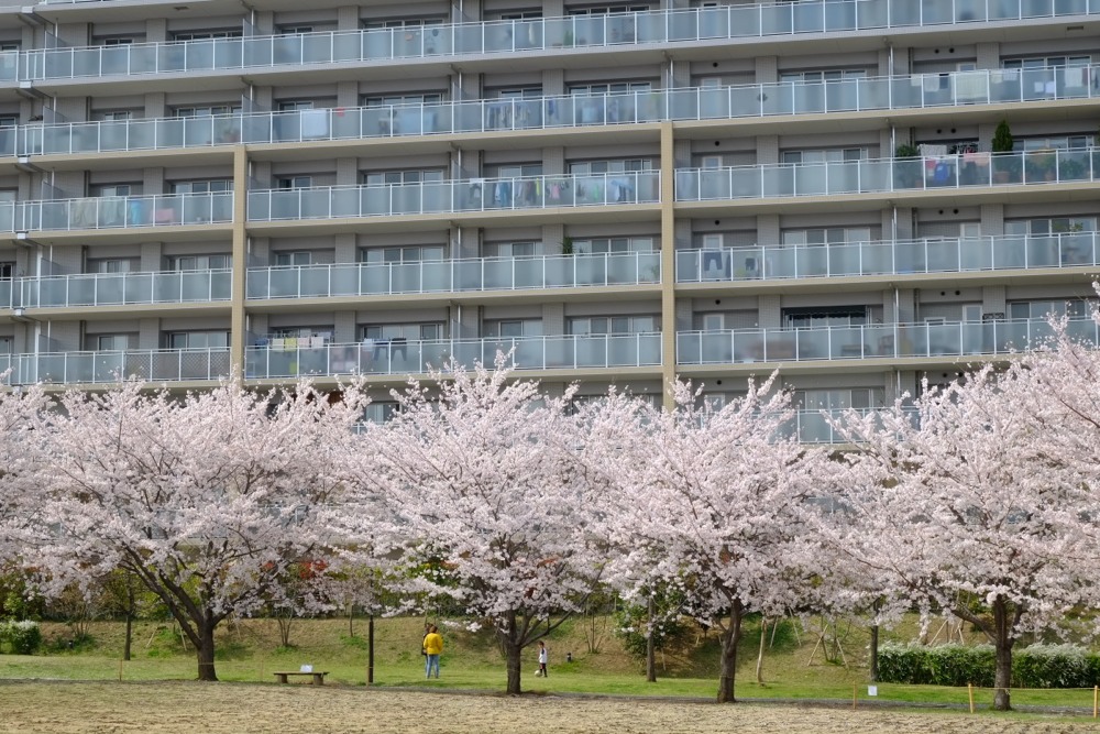 若葉台公園の桜