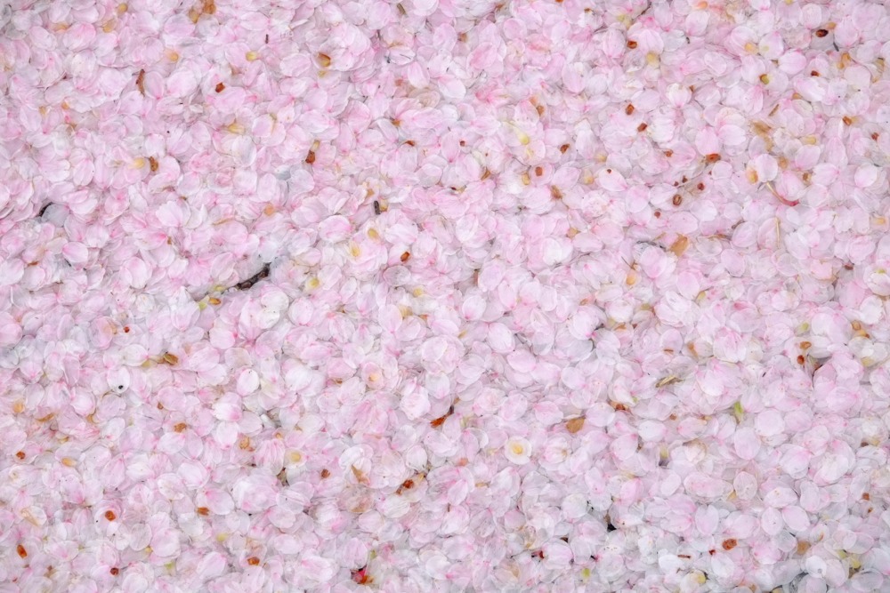 大雨強風で散った桜の花びら
