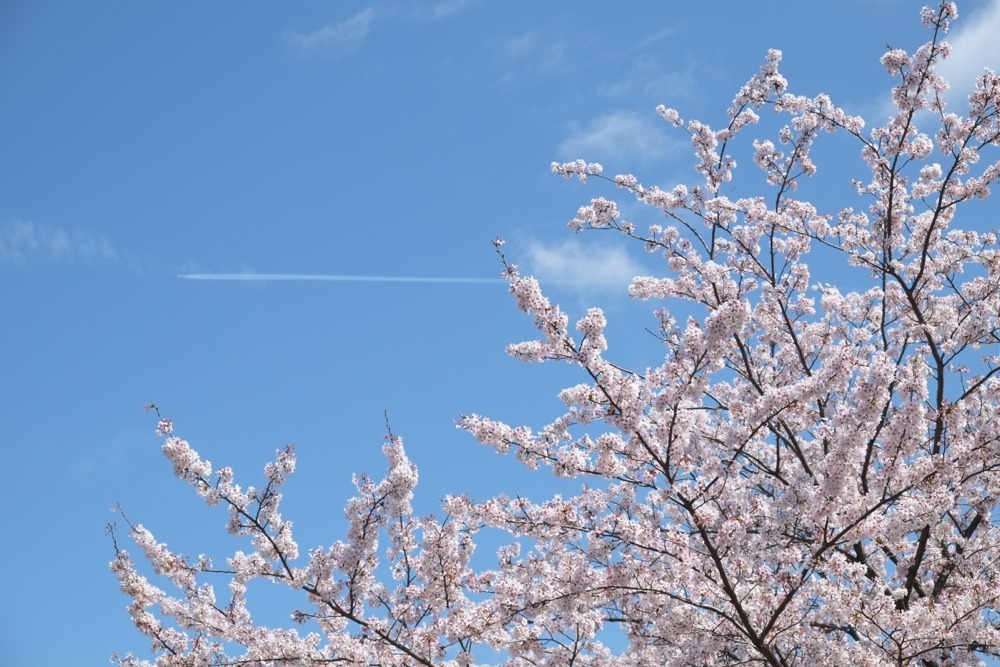 散り始めた桜と飛行機雲