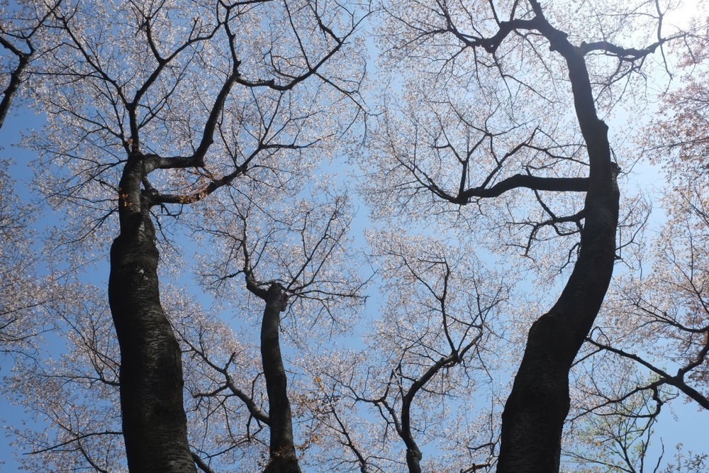稲城中央公園 桜の巨木