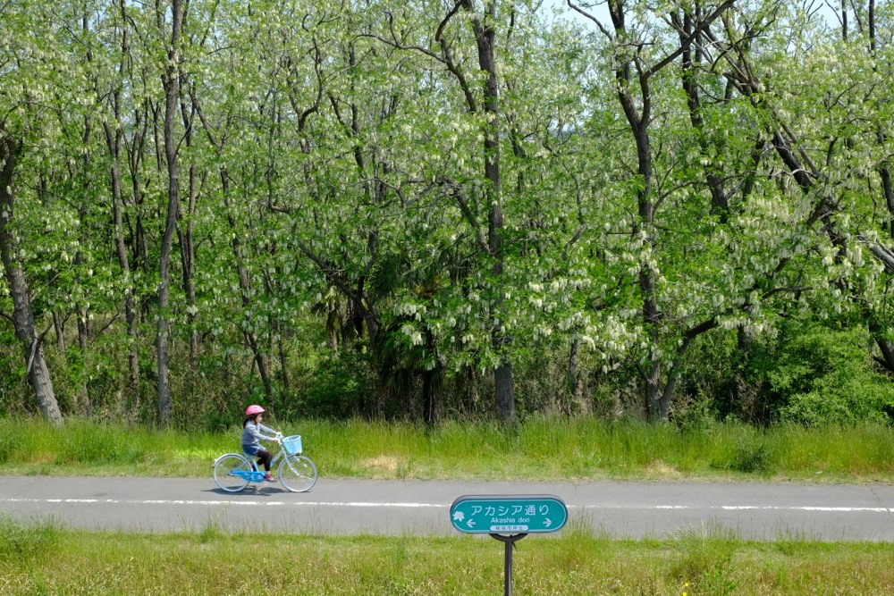 アカシアの並木道 サイクリングロード