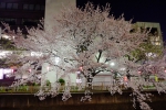 桜・梨の花まつり