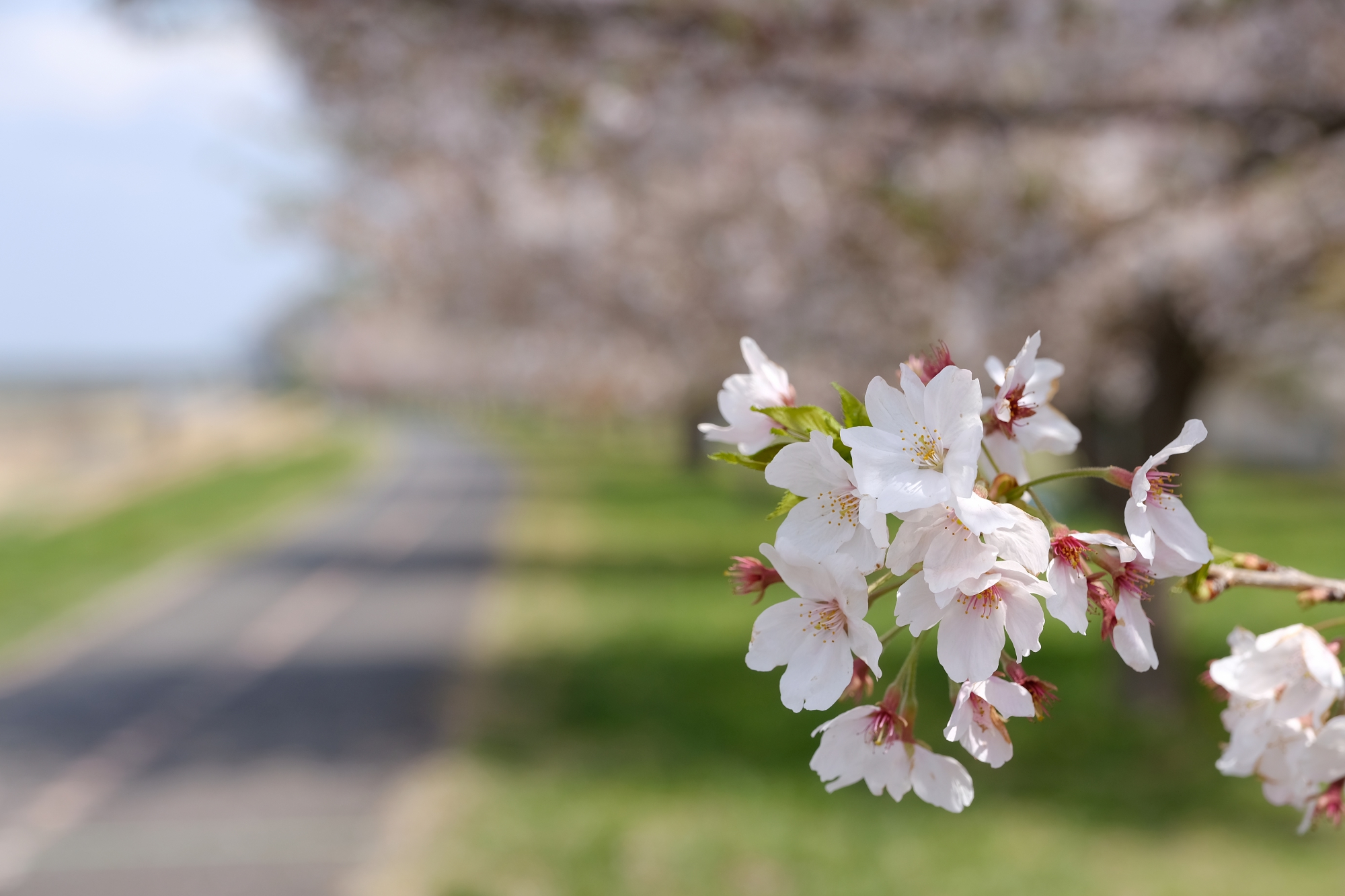 多摩川サイクリングロードの桜並木