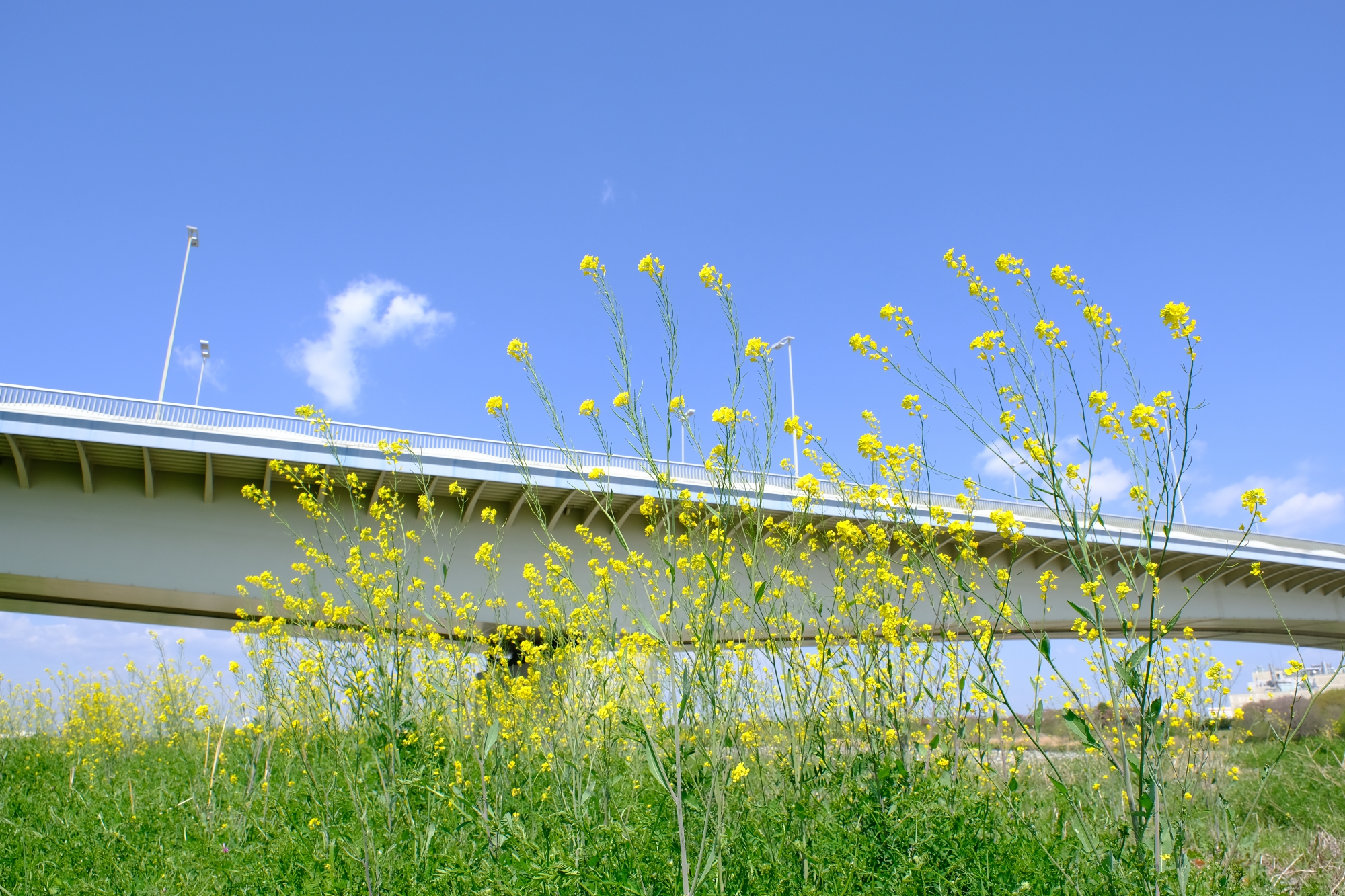 稲城大橋と菜の花