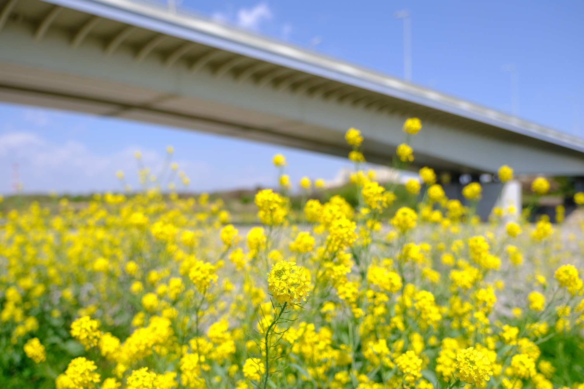 稲城大橋と菜の花